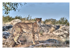 Cheetah's Rock & Camp Alma