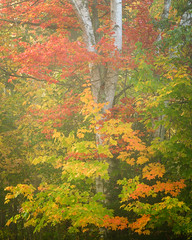 Favorite Vermont Fall Foliage 