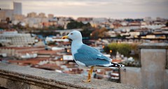 Seagulls from around the world