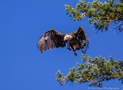 Bald Eagle & Osprey Kayak Photography - Lake Siskiyou California