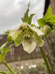 The Hellebore Collection