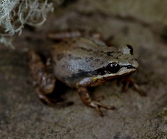 Upland Chorus Frog (Pseudacris ferarium)