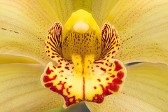Denver Botanic Gardens Orchid Show 2022