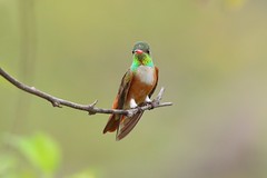 Peru hummingbird photo tour