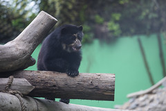 210222 Día mundial para la protección de osos en el Parque de las Leyendas