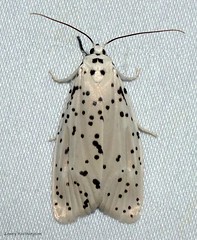 Moths Of Thailand Yponomeutidae