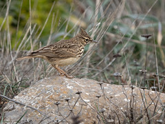 Algarve Birds 2