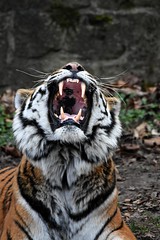 Tigerspecial