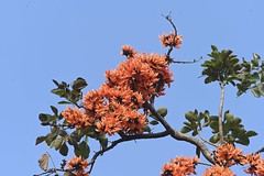 Spring Of Bangladesh