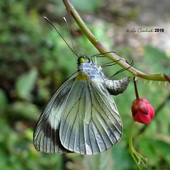 Colombia 2019 after Palmari - Lepidoptera