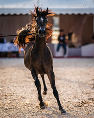 Arabian Beauty Championship