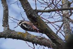 Pic mar - Middle Spotted Woodpecker (Dendrocoptes medius)