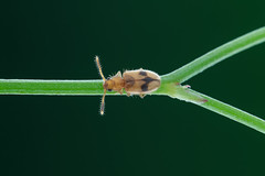 細扁甲科 Silvanidae
