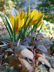 Snowdrops and crocuses in Świdnica.