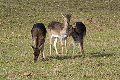 Powis Castle garden deer and Peacocks March 2022