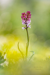 Wildwachsende Orchideen in Österreich