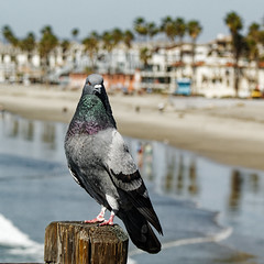 Oceanside.CA Pier, Pigeon February 2022