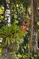 Vriesea philippo-coburgii na Estrada bonita