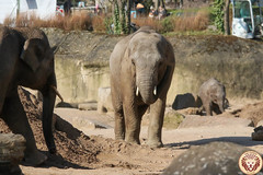 Besuch Nr. 905. am 10-03-2022 in Köln (Zoo)