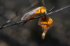 Images Feuilles