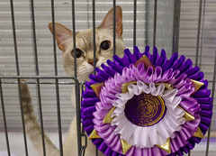 Yorkshire and Cumberland Cat Show - 2021-11-13