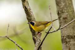 BIRDS - Common Yellowthroat