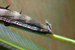 rupsen (Caterpillars)  3D
