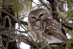 Northern Saw Whet Owls