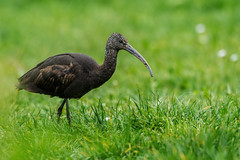 Íbis-preta | Glossy ibis (Plegadis falcinellus)