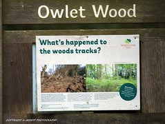 Owlet Wood 23/10/2021