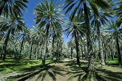 OMAN : à l'ombre des palmeraies