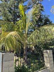 A Coconut In Santa Ana, California and Compton, CA