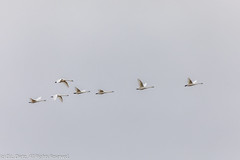 BIRDS - Tundra Swan