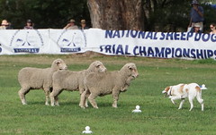 National Sheep Dog Trial Championships 2022