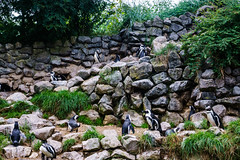 Zwartvoetpinguins, Burgers zoo Arnhem