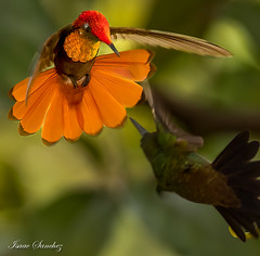 Hummingbird Photo Life List (139 species)