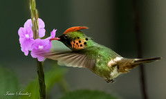Trinidad and Tobago Hummingbirds