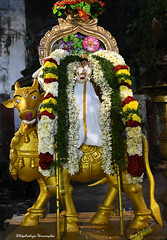 @Malleeswarar Temple , Mylapore .