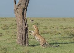 Masai Mara, Kenya (Feb. 2022)