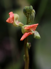 FABACEAE-FABOIDEAE - Macroptilium monophyllum