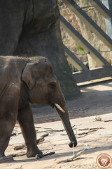Besuch Nr. 908. am 21-03-2022 in Köln (Zoo)