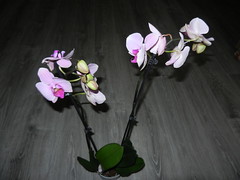Orchid, March'22