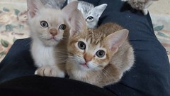 Lap Kittens - 2022-01-02