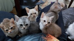 More Kittens - 2022-01-03