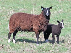 Animals - Sheep