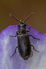 Coleoptera: Dasytidae of Finland
