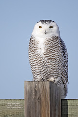 Bird Families: Owls (Strigidae)