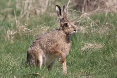 HARE AND RABBIT