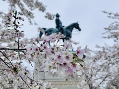 Scott Circle cherry blossoms