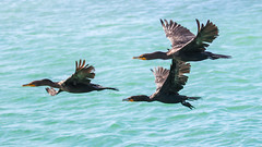 Cuban 12 Neotropical Cormorant 美洲鸕鶿